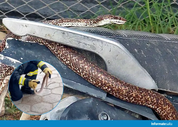 vibora cachi plaza (1)