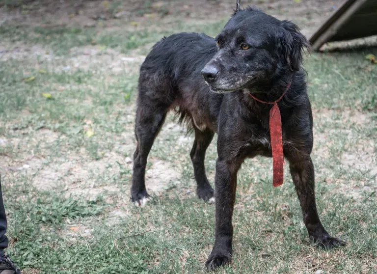 obama adopción mascotas